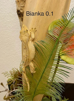 Kronengecko Correlophus ciliatus diverse Morphen