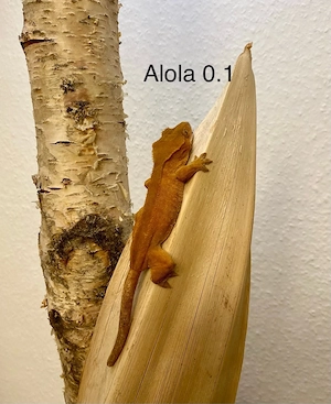 Kronengecko Correlophus ciliatus diverse Morphen