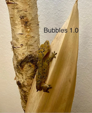 Kronengecko Correlophus ciliatus diverse Morphen