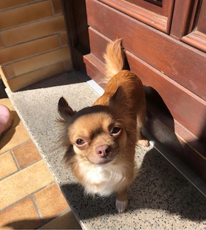 Senior Hund sucht ruhiges Zuhause (Notfall) PLATZ VOR PREIS