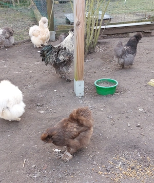 Seidenhühner-Eier von Großen mit Bart 