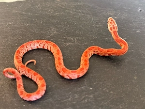 Kornnatter Nachzucht 0.1 Ultramel Dilute Lava Sunkissed (World First)