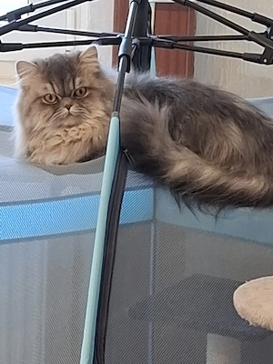 Katze Britisch Langhaar 