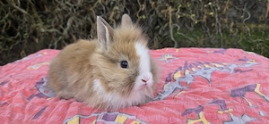 süße Zwergkaninchenbabys demnächst abzugeben, Löffelohren, Löwenzwerge in lutino