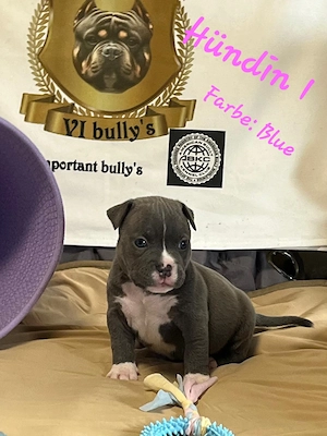 American Bully Pocket  Bild 5