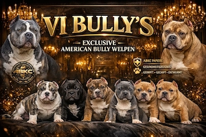 American Bully Pocket 
