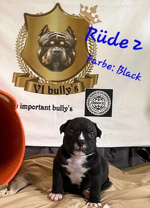 American Bully Pocket  Bild 4