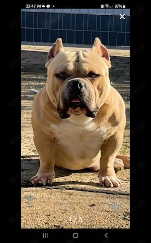 American Bully Pocket  Bild 2