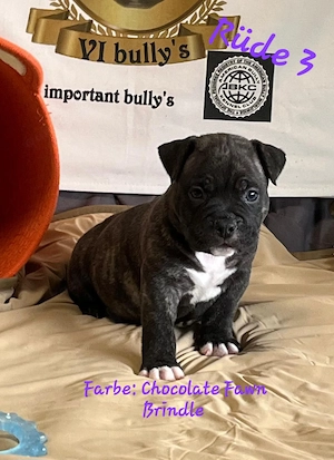 American Bully Pocket  Bild 3