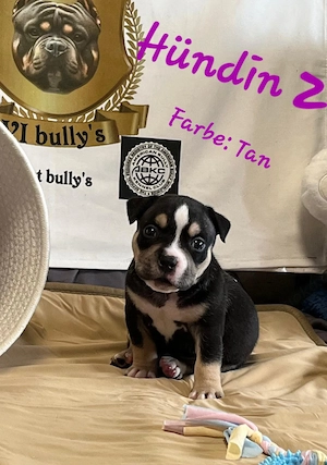 American Bully Pocket  Bild 6