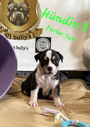 American Bully Pocket  Bild 7