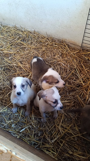 Hunde Welpen Abgabebereit 