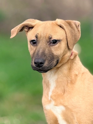 *GRACE* - typisch Welpe - aktiv, neugierig, verspielt