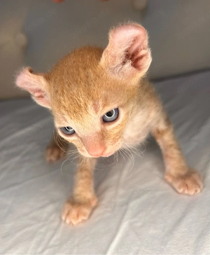 Elf Sphynx Brush Kitten zu verkaufen