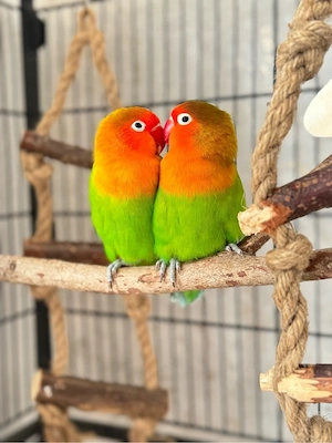 Papageien Liebende Bild 3