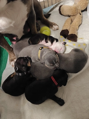 Bulldoggen Welpen ( american bully   Old english Bully Mix)