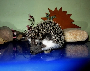 bildschöne, sehr zahme, junge Weißbauchigel - liebenswerte Traumigel  