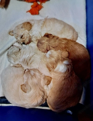 Havapo-Maltipo Bild 3