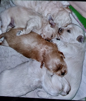 Havapo-Maltipo Bild 2