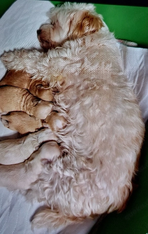 Havapo-Maltipo Bild 4