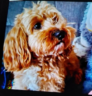 Havapo-Maltipo Bild 5