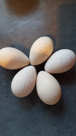 Bruteier Ayam cemani, Rubustpute