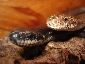 Elaphe dione (Dionenatter) Russland verschiedene Lokalformen