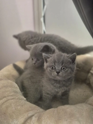 BKH kitten  Bild 3
