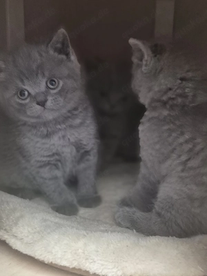 BKH kitten  Bild 4