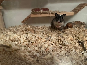 Rennmausbabys abzugeben 