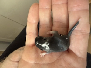 Rennmausbabys abzugeben 