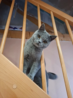 Britisch Kurzhaar Kater sucht Damenbesuch