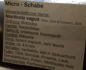 Micro-Schabe nocticola vagus 