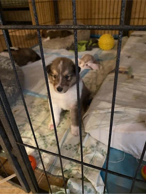 Wunderschöne Collie welpen