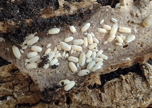 cubaris murina glacier, Asseln 