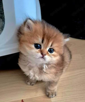 BKH BLH Kitten Reinrassig mit Stammbaum 