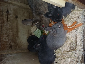 Junge Hasen zu verkaufen  Bild 2