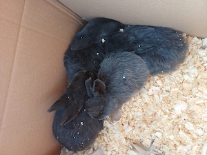 Junge Hasen zu verkaufen  Bild 3