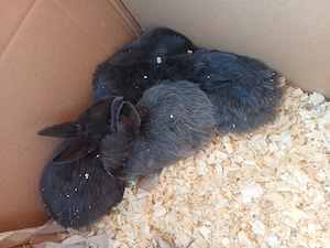 Junge Hasen zu verkaufen  Bild 5