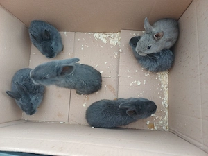 Junge Hasen zu verkaufen  Bild 4