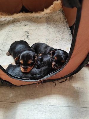 yorkshire terrier welpen abzugeben 