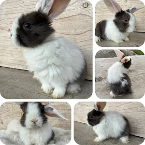 Minilop,Zwergwidder,Zwergkaninchen 