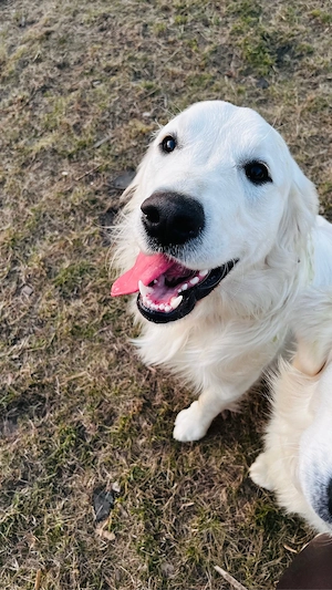 Golden Retriever Junghund