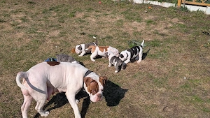 5 süße old englishe Bulldogen suchen ein neues zuhause 