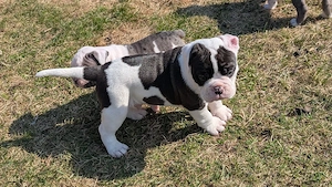 5 süße old englishe Bulldogen suchen ein neues zuhause 