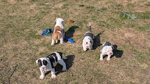 5 süße old englishe Bulldogen suchen ein neues zuhause 