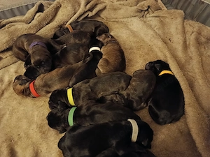 Reinrassige Cane Corso Italiano Welpen 