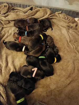 Welpen Cane Corso Italiano Bild 8