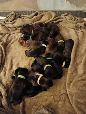 Welpen Cane Corso Italiano Bild 4