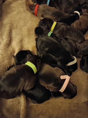 Welpen Cane Corso Italiano Bild 7
